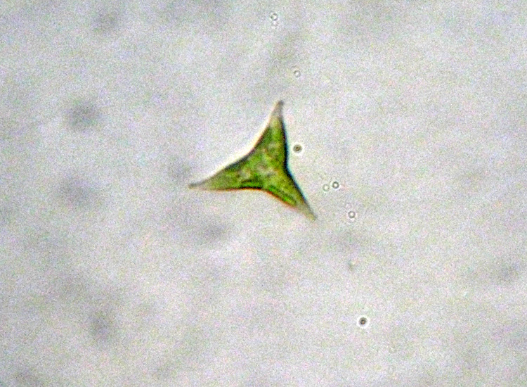 Goniochloris smithii?